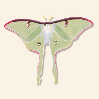 Picture of WATERCOLOR MOTHS IV
