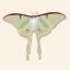 Picture of WATERCOLOR MOTHS IV