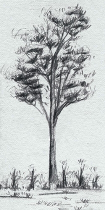 Picture of TREE IN THE WOODS III