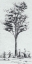 Picture of TREE IN THE WOODS III