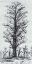 Picture of TREE IN THE WOODS IV