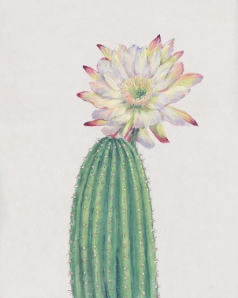 Picture of CACTUS BLOSSOM I