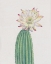 Picture of CACTUS BLOSSOM I