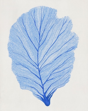 Picture of INDIGO SEA FAN II