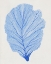 Picture of INDIGO SEA FAN II