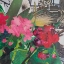 Picture of POOLSIDE GERANIUMS  II