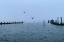 Picture of PINES HARBOR BLUE
