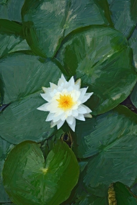 Picture of WHITE LOTUS