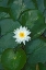 Picture of WHITE LOTUS