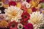 Picture of DAHLIA DREAM SCAPE  I