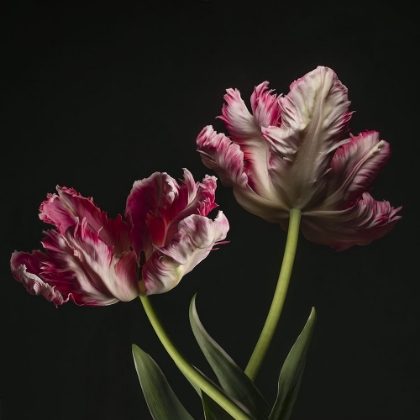 Picture of OPEN BLOOMED TULIPS