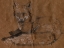Picture of CRAFTY FOX II