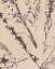 Picture of PRESSED SILHOUETTE I
