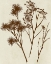 Picture of SPRAY SILHOUETTES I