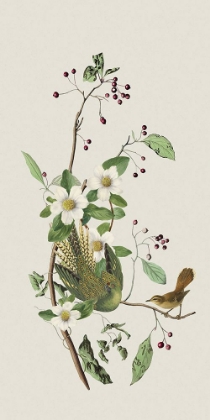 Picture of NOSTALGIC BIRDS II