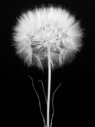 Picture of SALSIFY
