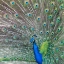 Picture of PROUD