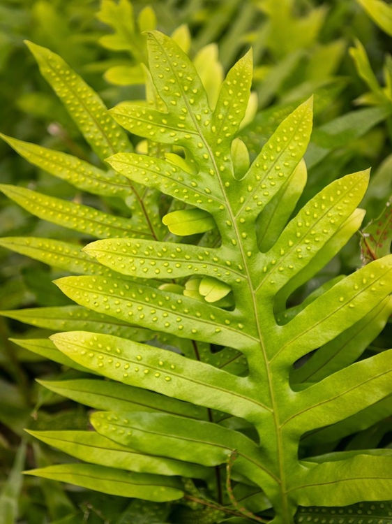 Picture of FERN EXAMINATION I