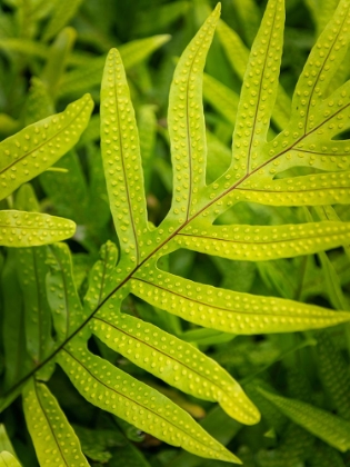 Picture of FERN EXAMINATION II