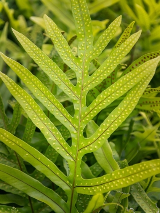 Picture of FERN EXAMINATION III