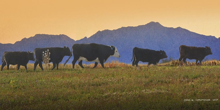 Picture of FIVE COWS IN A ROW