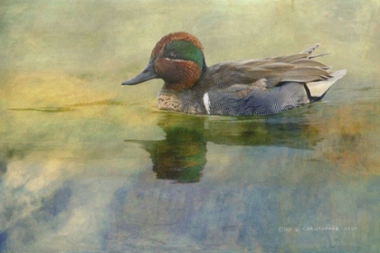 Picture of GREEN TEAL DRAKE