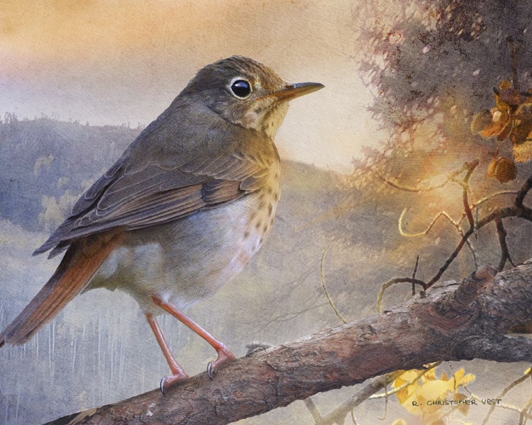 Picture of HERMIT THRUSH HILLSIDE DRIVE