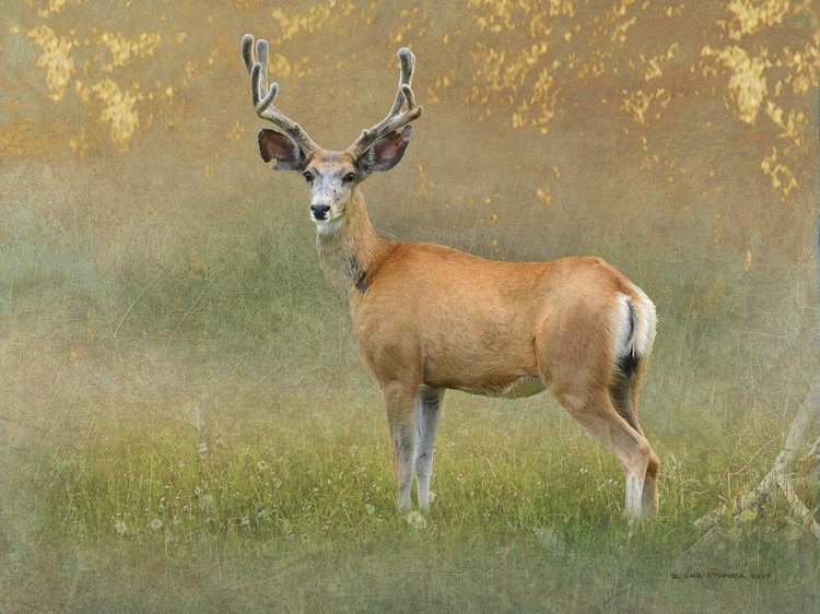 Picture of HIGH SUMMER VELVET BUCK DEER