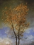 Picture of LONE COTTONWOOD TREE