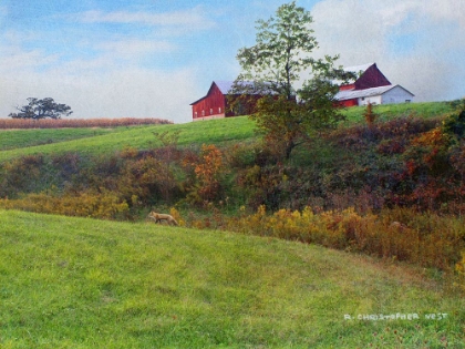 Picture of OHIO BARN WITH RED FOX