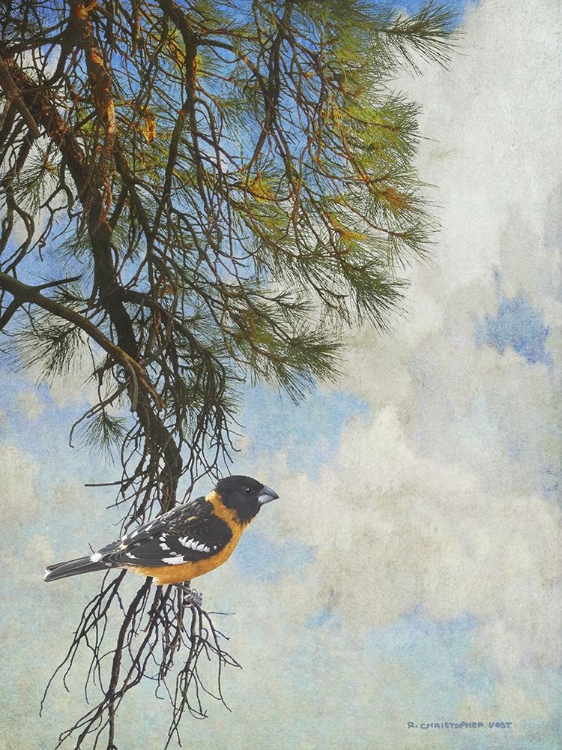 Picture of PONDEROSA BLACK-HEADED GROSBEAK