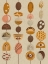 Picture of BOHO CHIMES  II