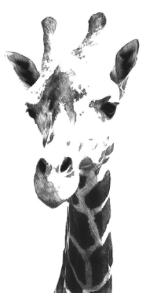 Picture of GIRAFFE STUDY  III