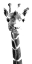 Picture of GIRAFFE STUDY  IV