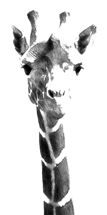 Picture of GIRAFFE STUDY  IV