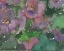 Picture of THE LANGUAGE OF VIOLETS I