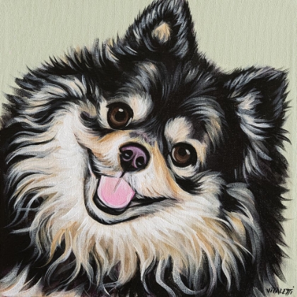 Picture of BLACK AND TAN POMERANIAN