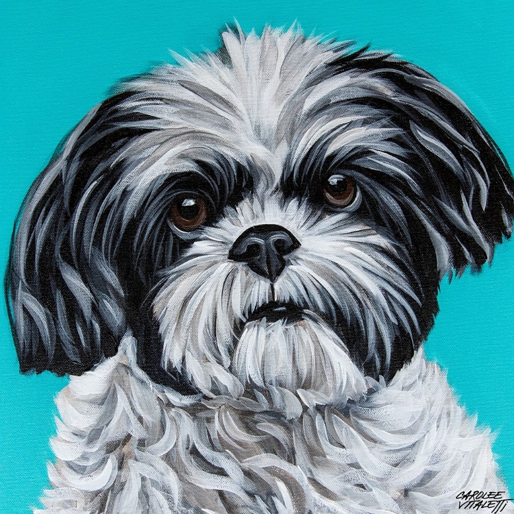 Picture of BLACK AND WHITE SHIH TZU