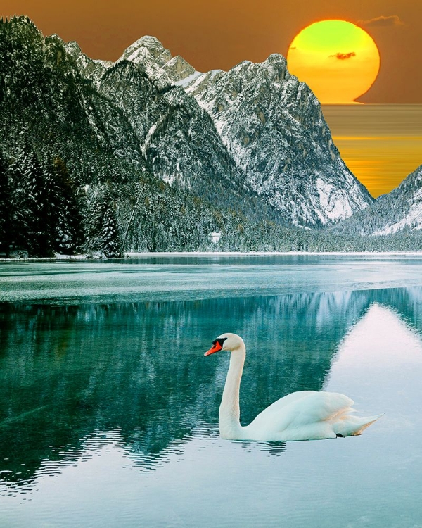 Picture of SWAN AT DAWN I