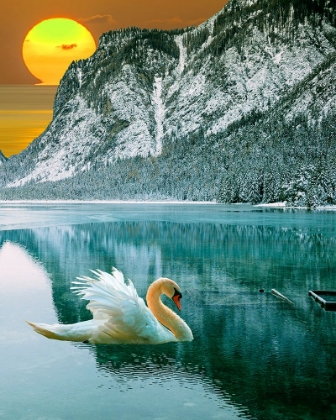 Picture of SWAN AT DAWN II