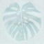 Picture of MONSTERA SHADOW I