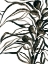 Picture of KELP CONTOUR I