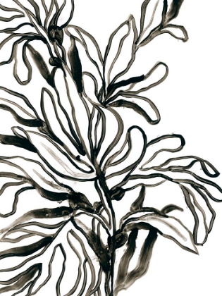 Picture of KELP CONTOUR II