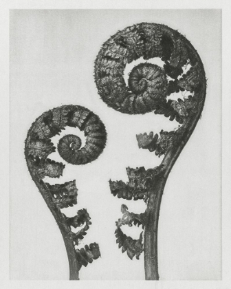 Picture of BLOSSFELDT FERN I