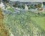 Picture of VINEYARDS AT AUVERS