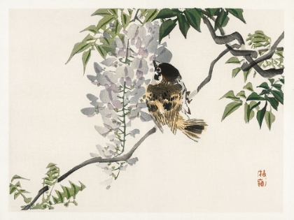 Picture of KONO BAIREI SONGBIRDS II