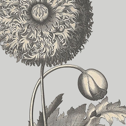 Picture of BESLER POPPY COMPOSITION I