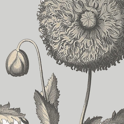 Picture of BESLER POPPY COMPOSITION II
