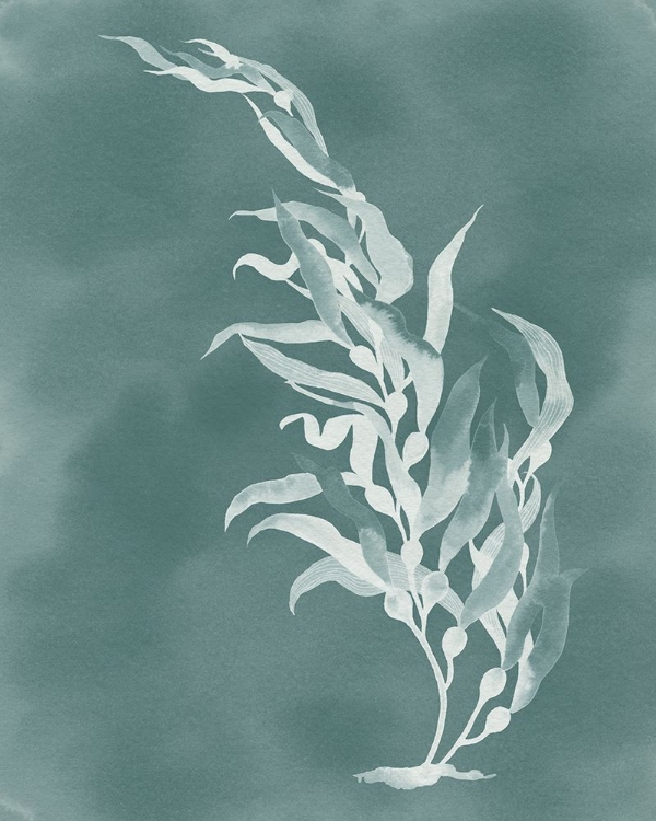 Picture of GHOST KELP II