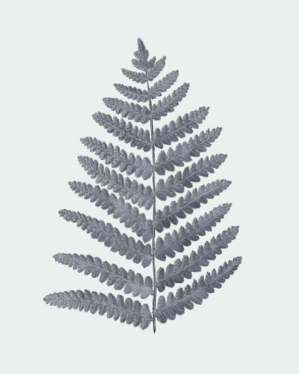 Picture of ANTIQUE SILVER FERNS II